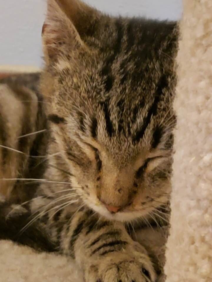 Oscar, a Adoptable mixed breed in Clifton, NJ image 6/12