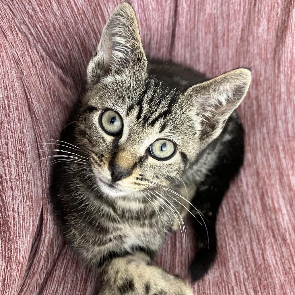 Enlarge Aiko, a Adoptable Domestic Short Hair in Waxhaw, NC image 1/2