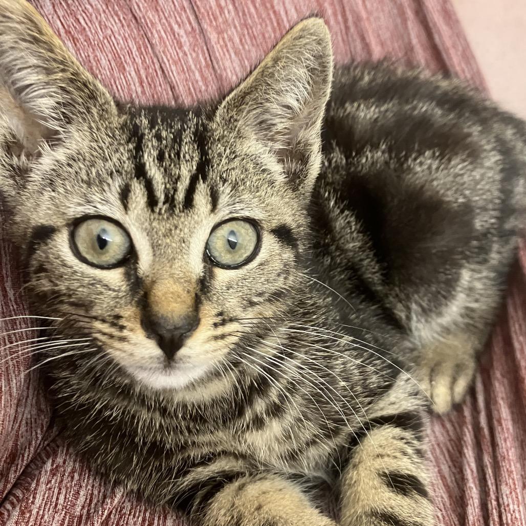 Enlarge Aiko, a Adoptable Domestic Short Hair in Waxhaw, NC image 2/2