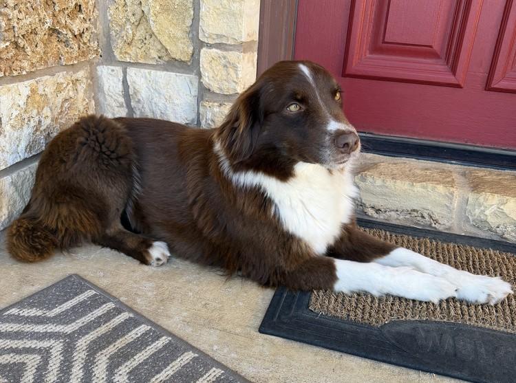 Enlarge Lucy Lou #1230, an adopted Border Collie in Allen, TX image 3/6