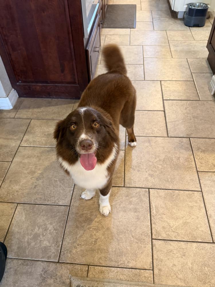 Enlarge Lucy Lou #1230, an adopted Border Collie in Allen, TX image 4/6