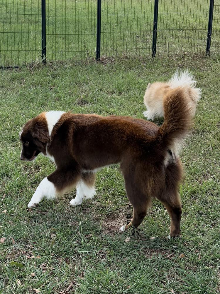 Enlarge Lucy Lou #1230, an adopted Border Collie in Allen, TX image 5/6
