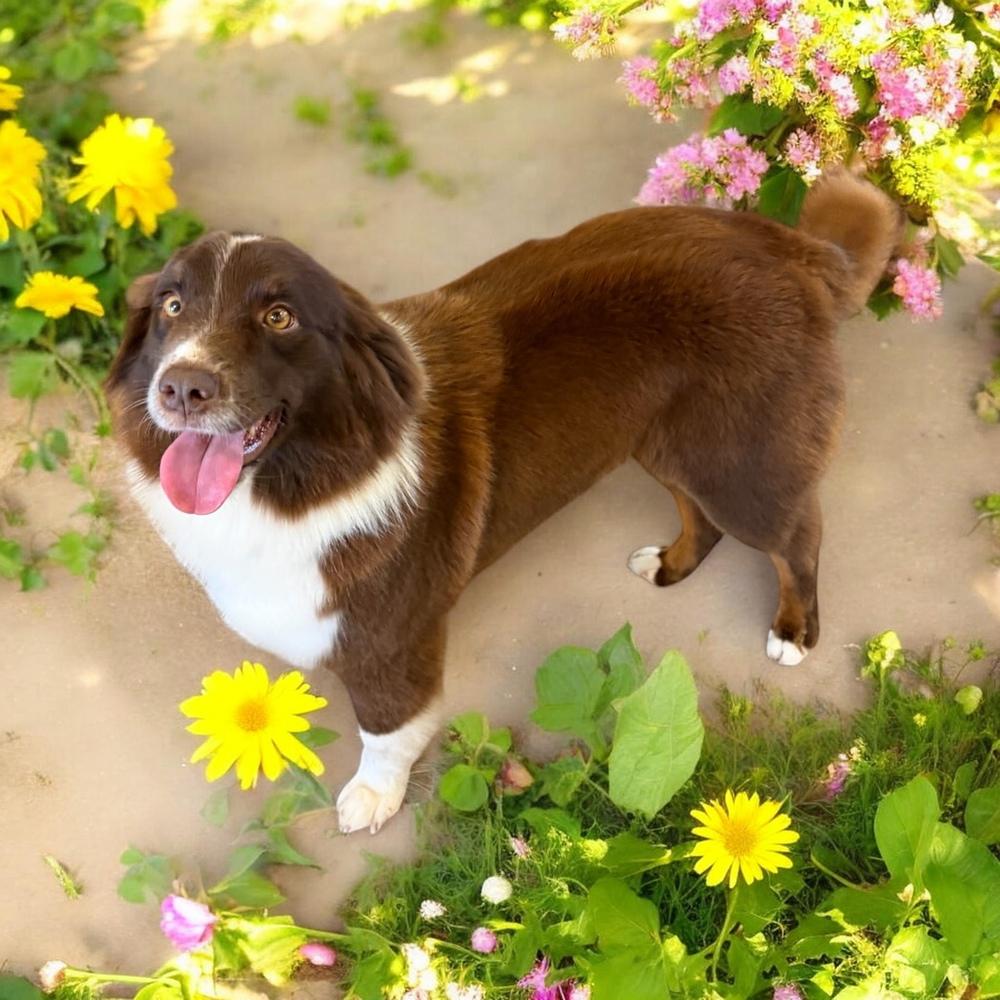 Enlarge Lucy Lou #1230, an adopted Border Collie in Allen, TX image 2/6