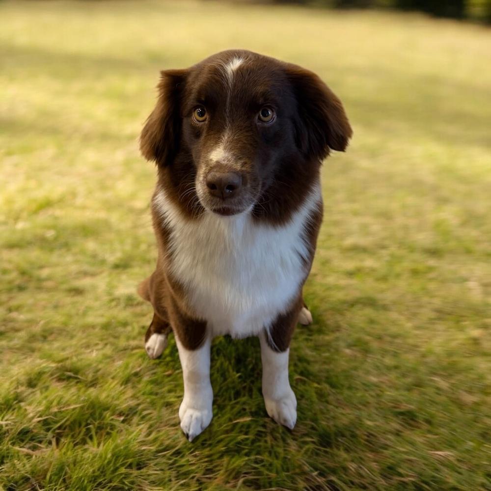Enlarge Lucy Lou #1230, an adopted Border Collie in Allen, TX image 1/6