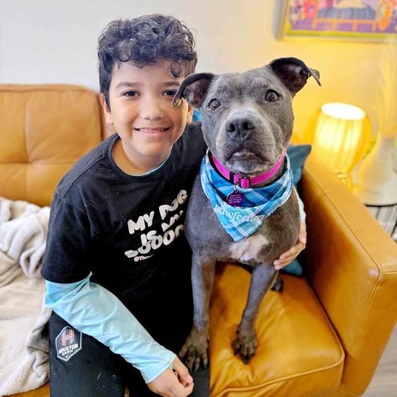 Lola Lovebug the Snuggly Land Seal , Adoptable, Senior Female Staffordshire Bull Terrier & Pit Bull Terrier.