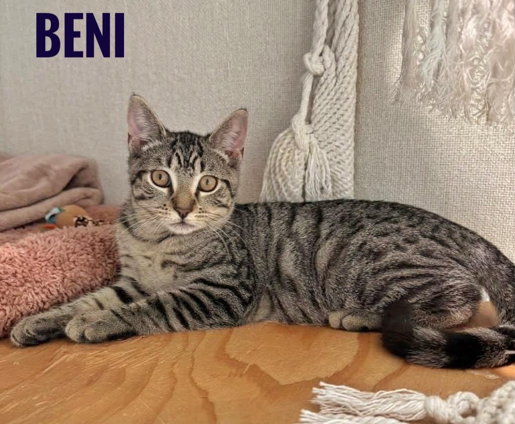 Beni, Adoptable, Kitten Male Domestic Short Hair.