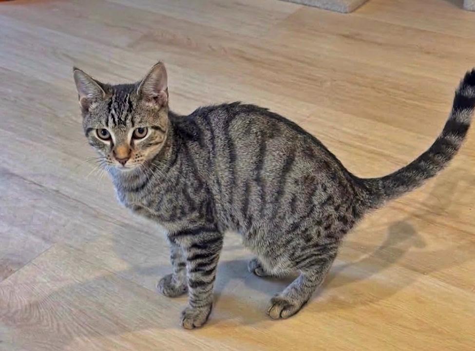 Enlarge Beni, a Adoptable mixed breed in Succasunna, NJ image 6/6