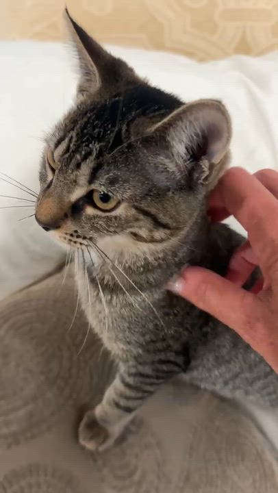 Enlarge Beni, a Adoptable mixed breed in Succasunna, NJ video 4/6