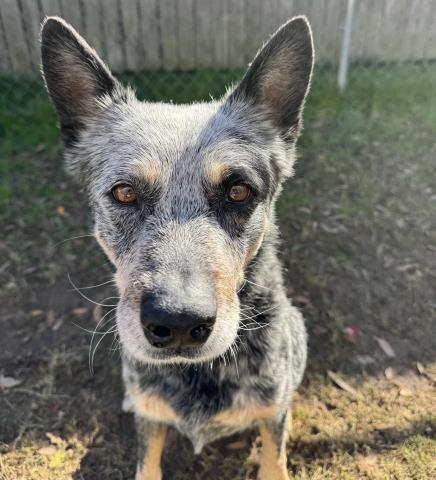 MASTER SPLINTER, Adoptable, Adult Male Australian Cattle Dog / Blue Heeler & Mixed Breed.