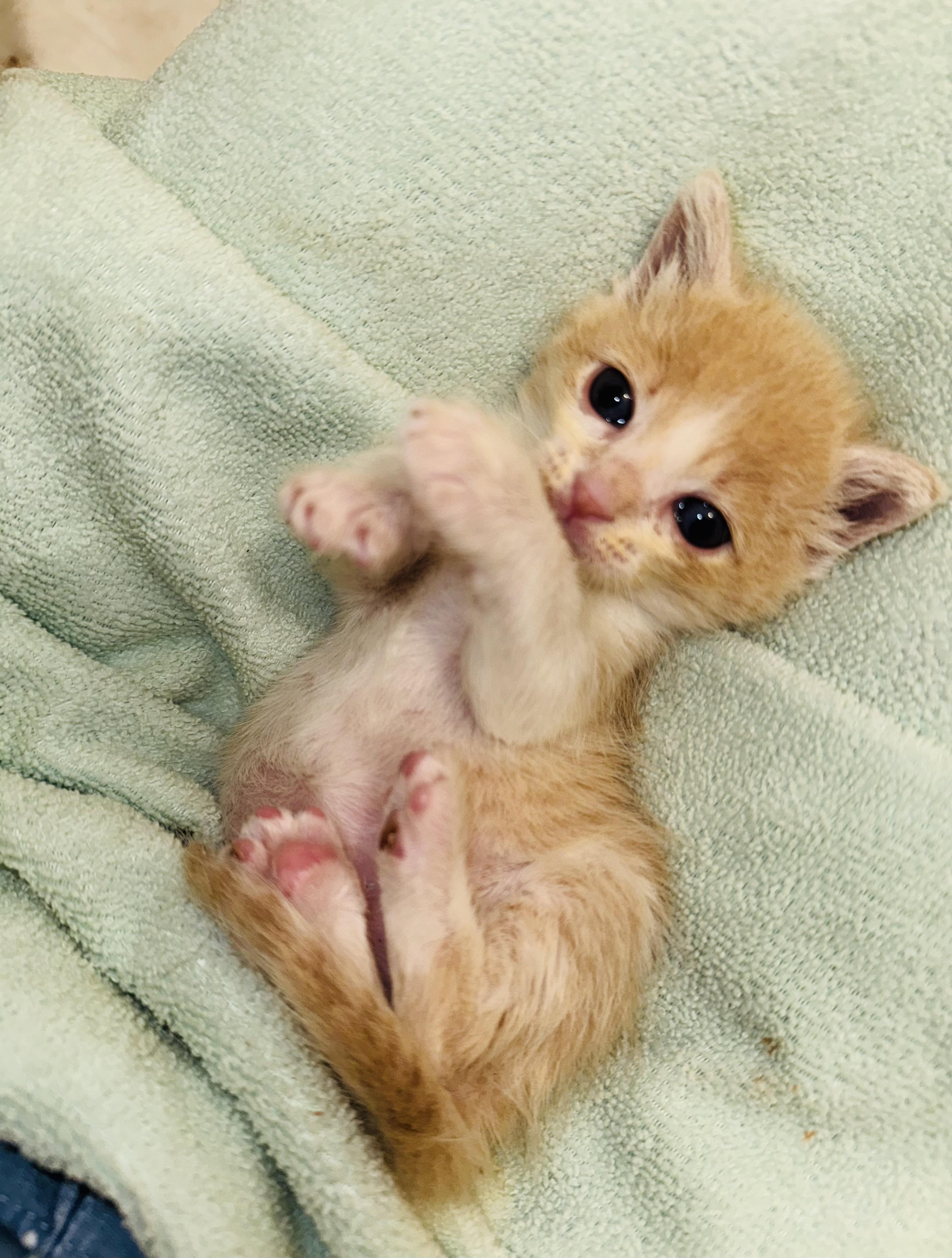 Cuddles and Puddles, Baby Male Domestic Short Hair