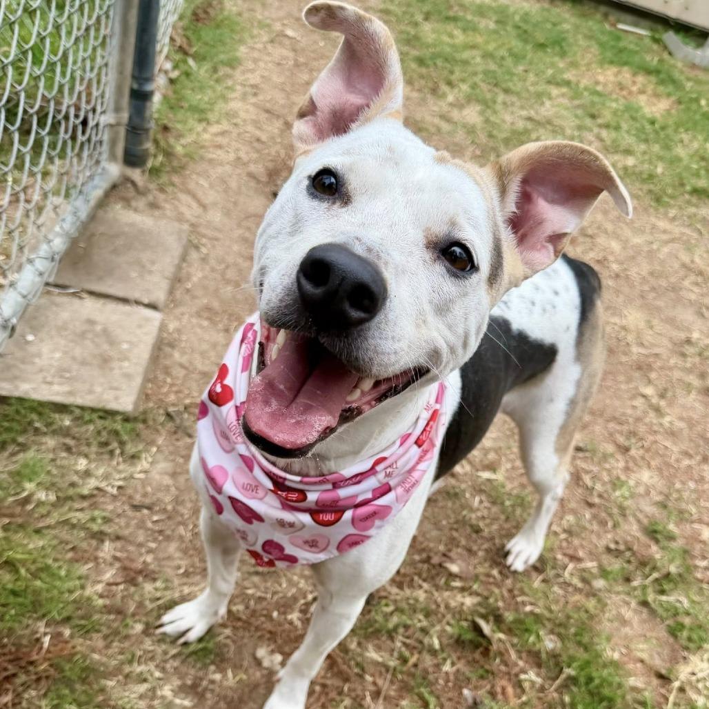 Grace, Adoptable, Adult Female American Staffordshire Terrier.