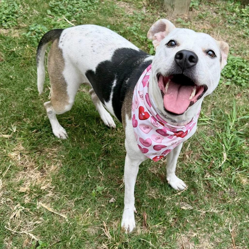 Grace, a Adoptable American Staffordshire Terrier in Pittsburgh, PA image 2/4