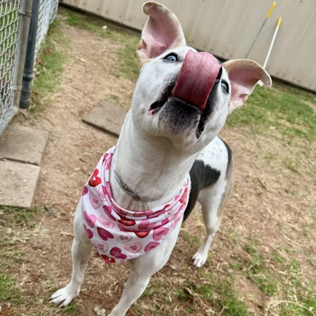 Grace, a Adoptable American Staffordshire Terrier in Pittsburgh, PA image 3/4