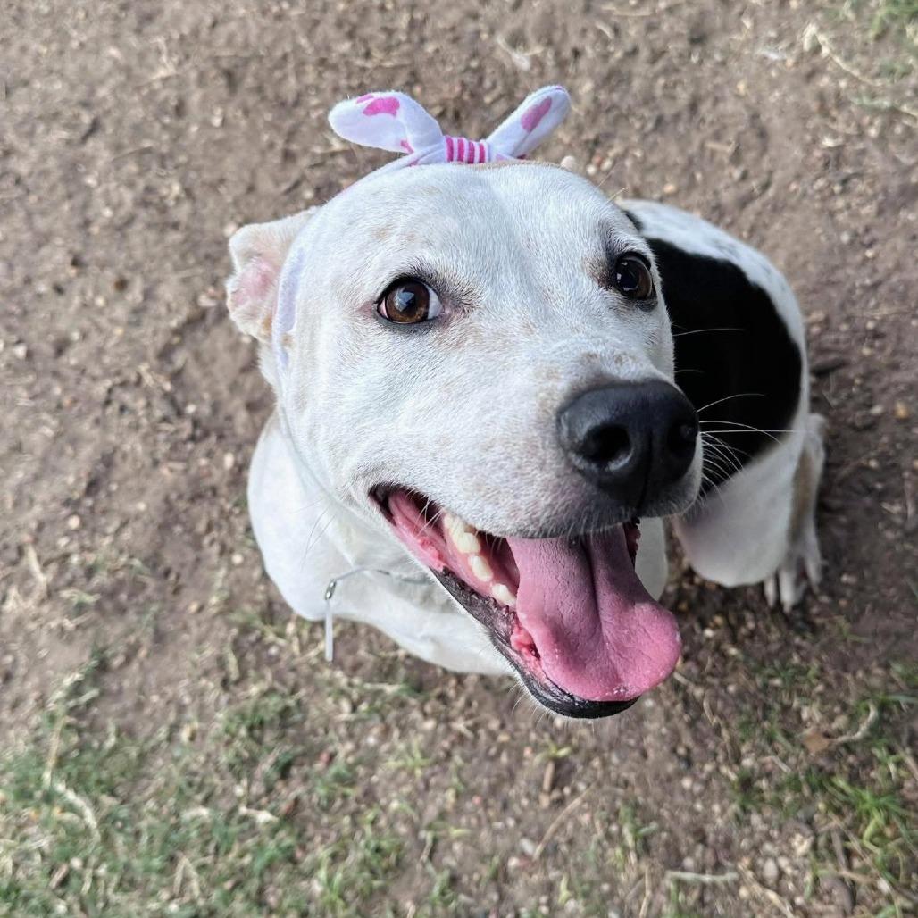 Grace, a Adoptable American Staffordshire Terrier in Pittsburgh, PA image 4/4