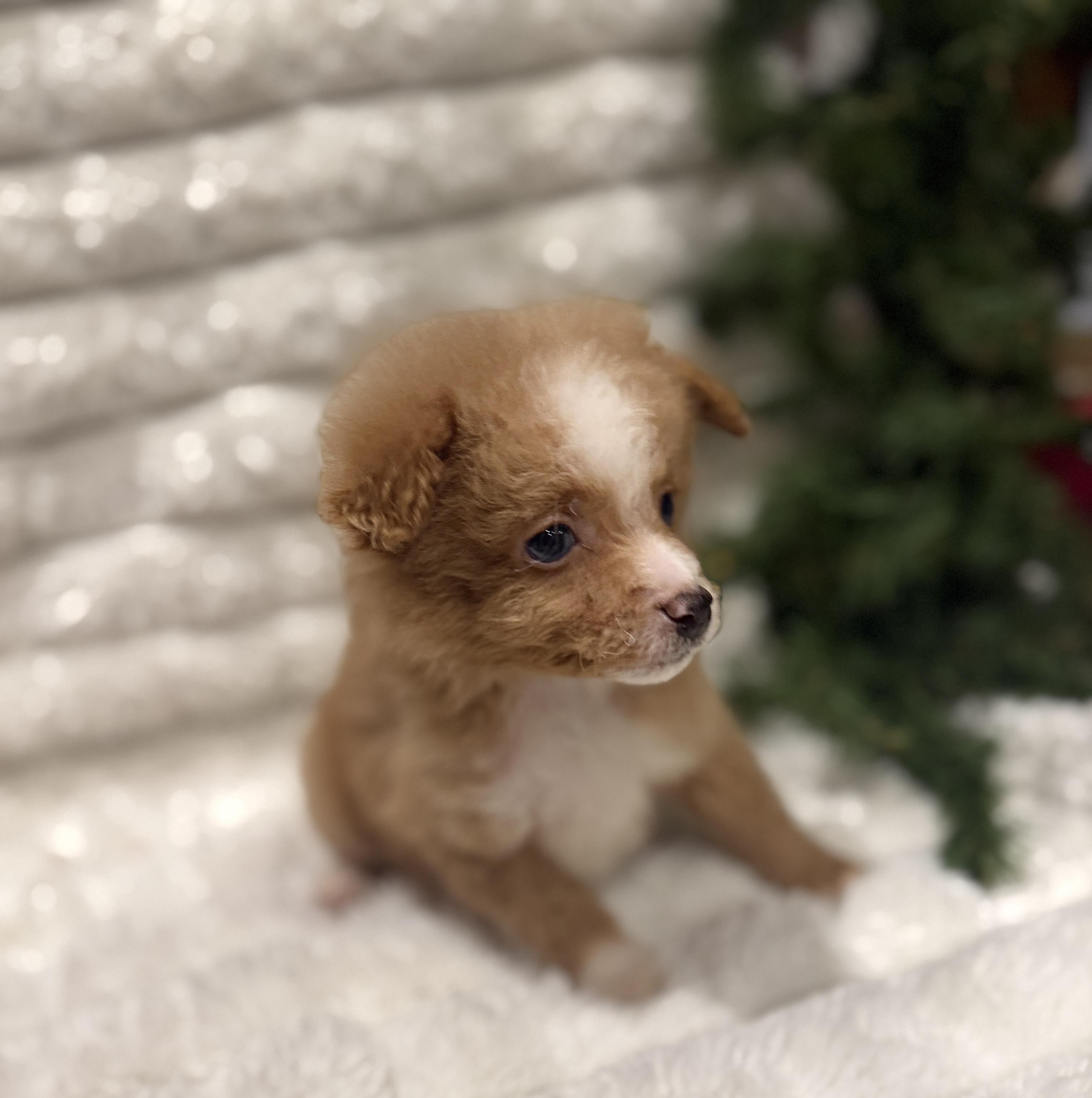 Vixen, an adoptable Miniature Poodle, Aussiedoodle in Hales corners, WI, 53130 | Photo Image 5