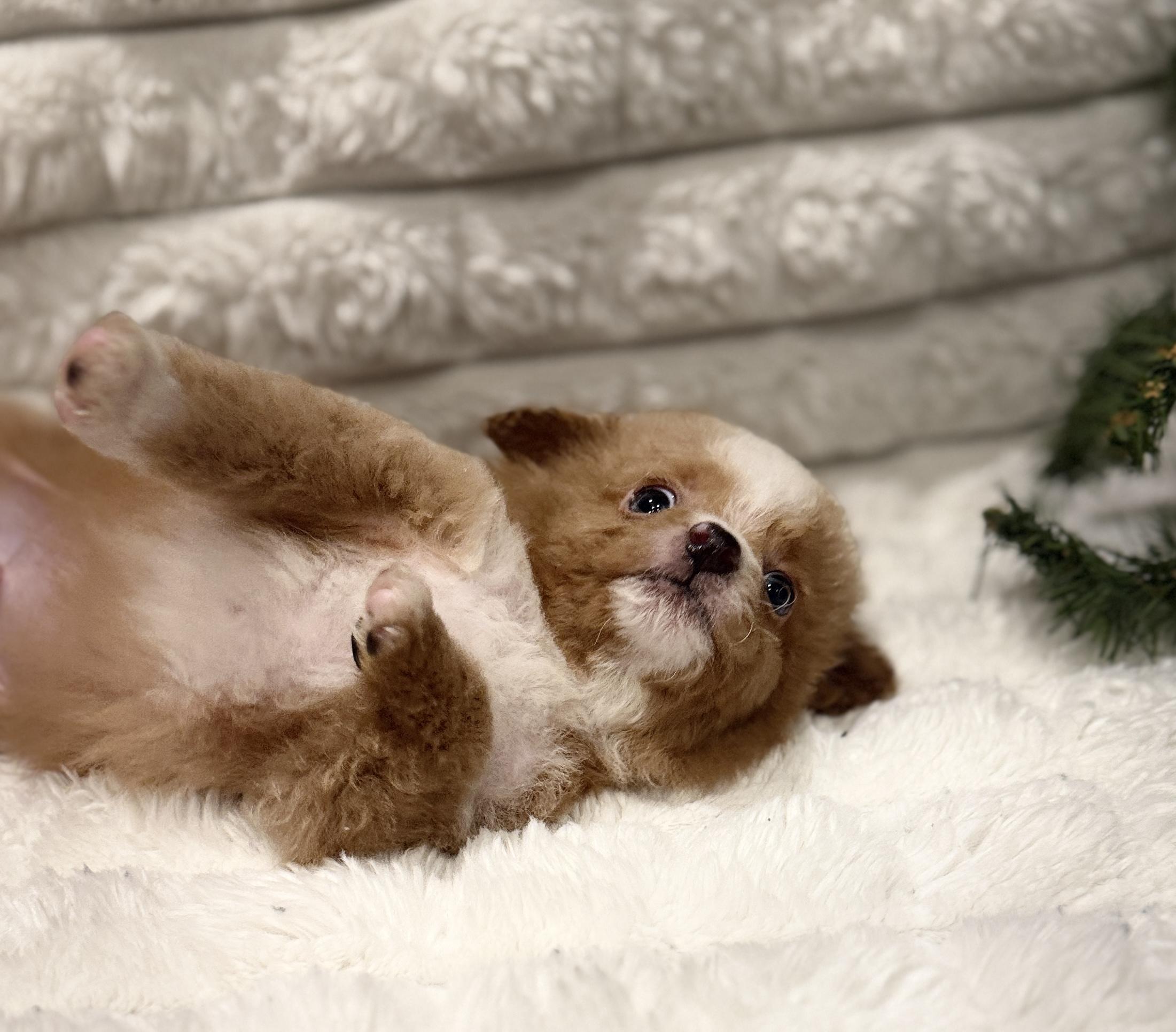 Vixen, an adoptable Miniature Poodle, Aussiedoodle in Hales corners, WI, 53130 | Photo Image 2