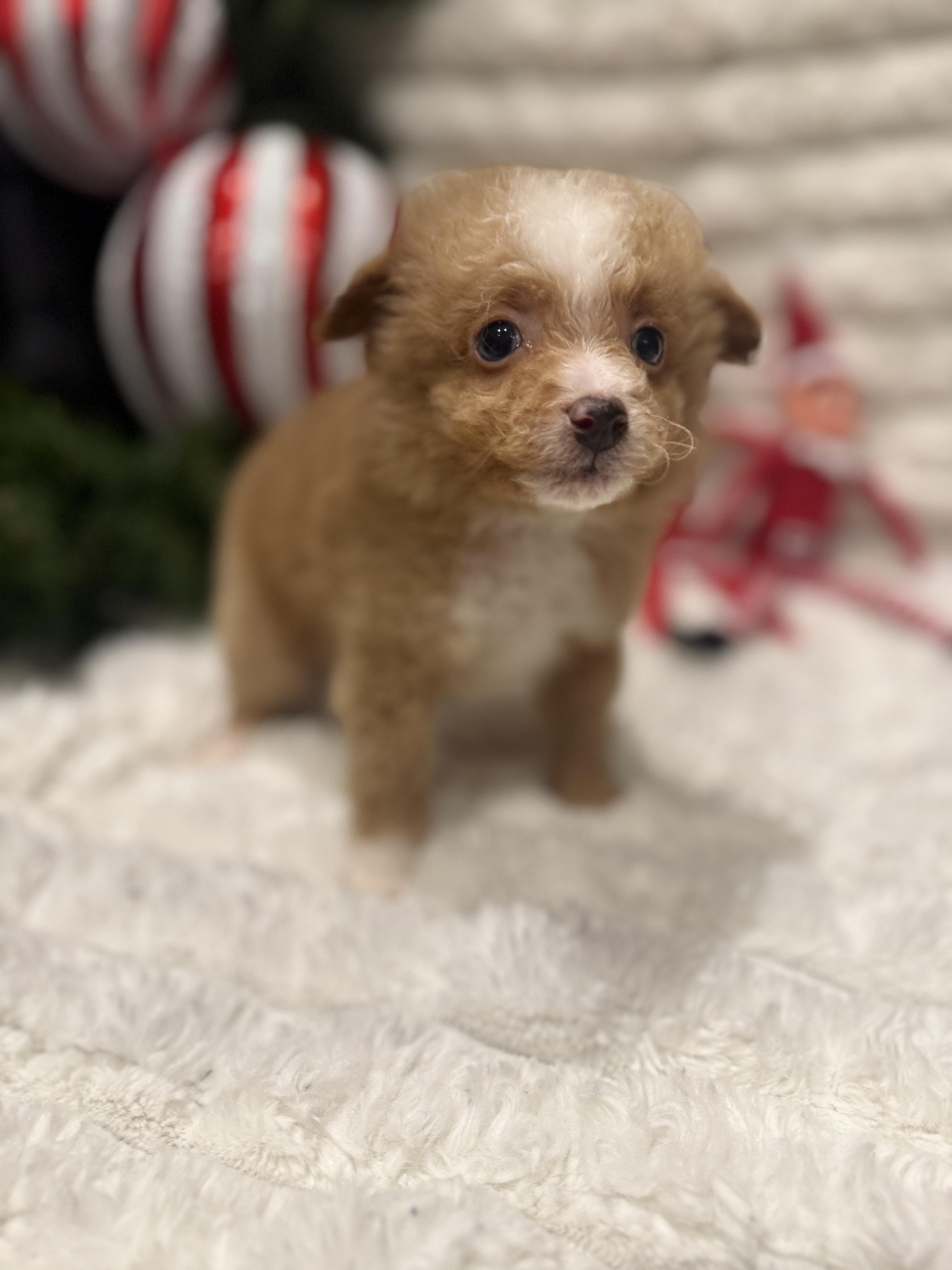 Vixen, an adoptable Miniature Poodle, Aussiedoodle in Hales corners, WI, 53130 | Photo Image 3