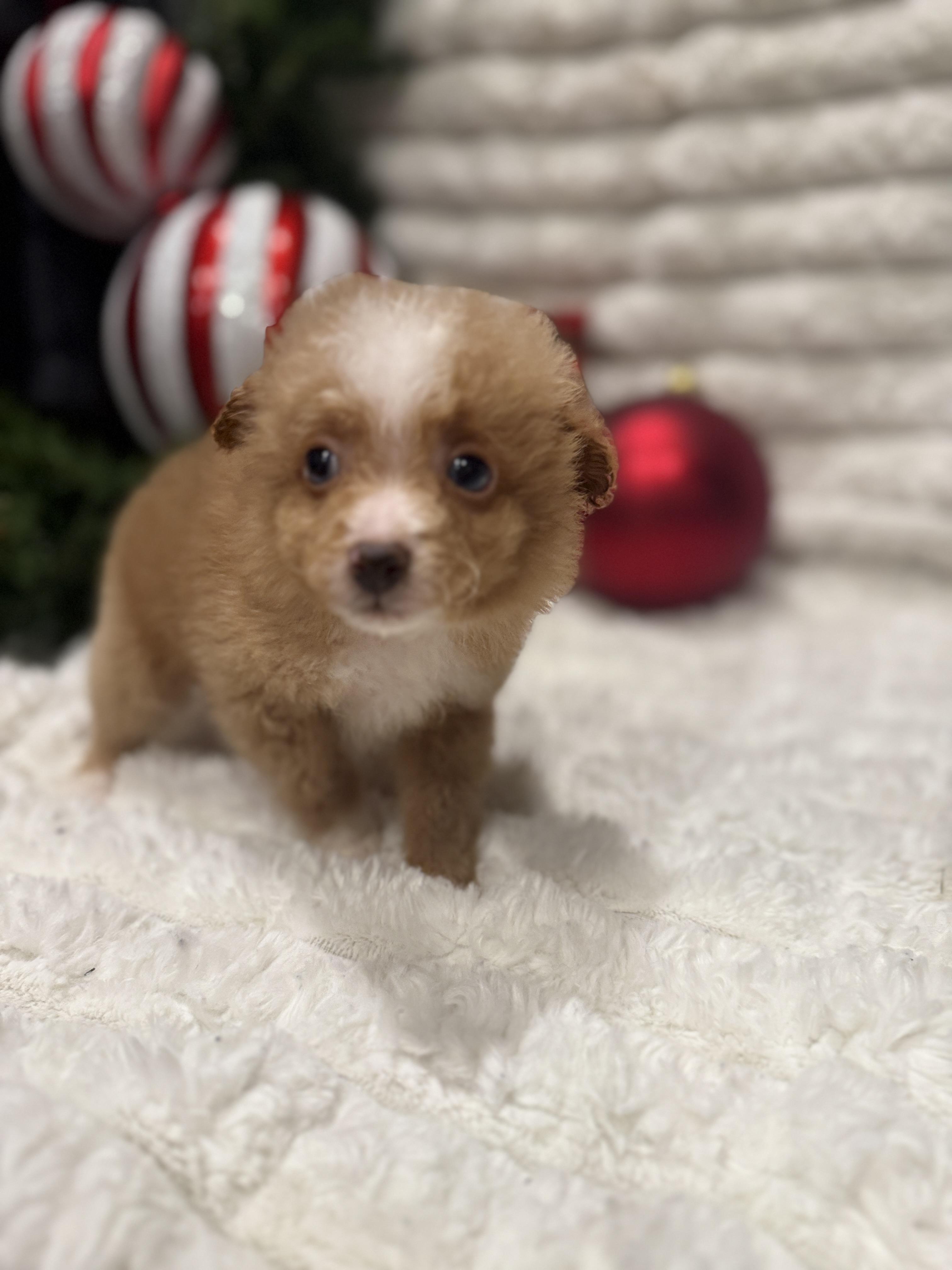 Vixen, an adoptable Miniature Poodle, Aussiedoodle in Hales corners, WI, 53130 | Photo Image 4