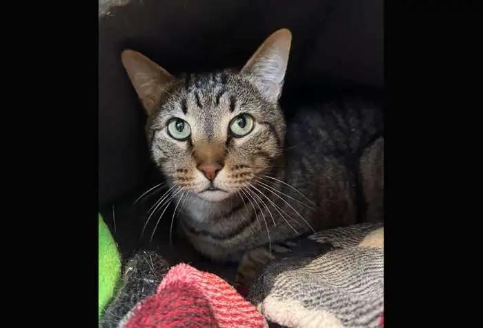 Piccolo, ADOPTABLE, Adult Male Domestic Short Hair.