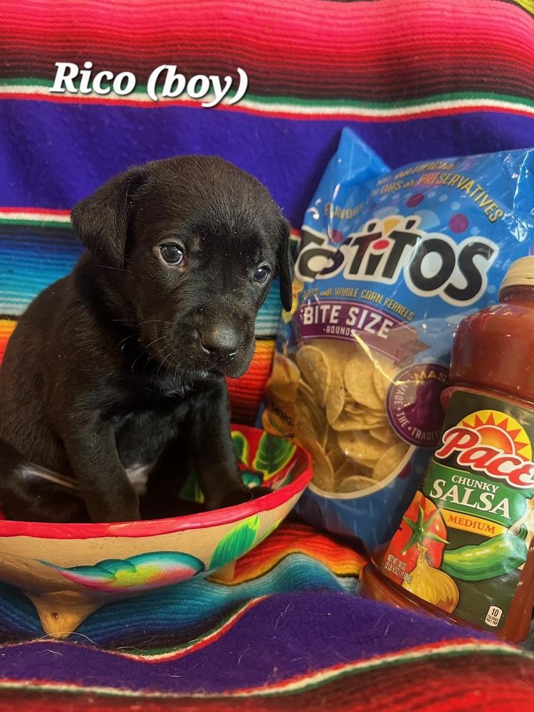 Chasse / Rico, Adoptable, Puppy Male Labrador Retriever & Mixed Breed.