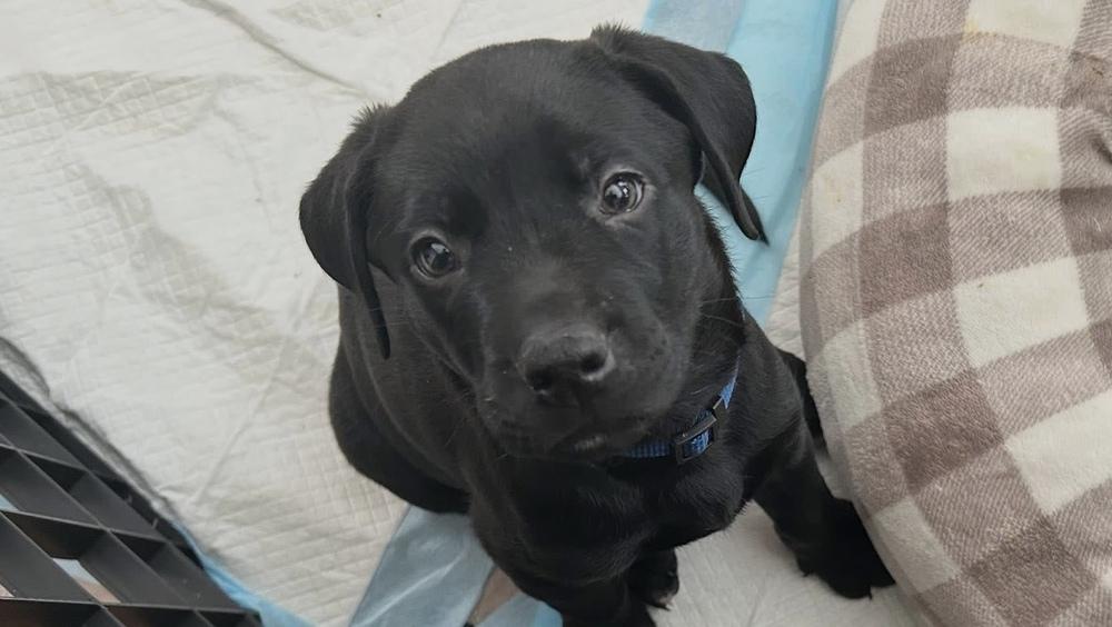 Enlarge Chasse / Rico, a Adoptable mixed breed in Broomfield, CO image 3/4