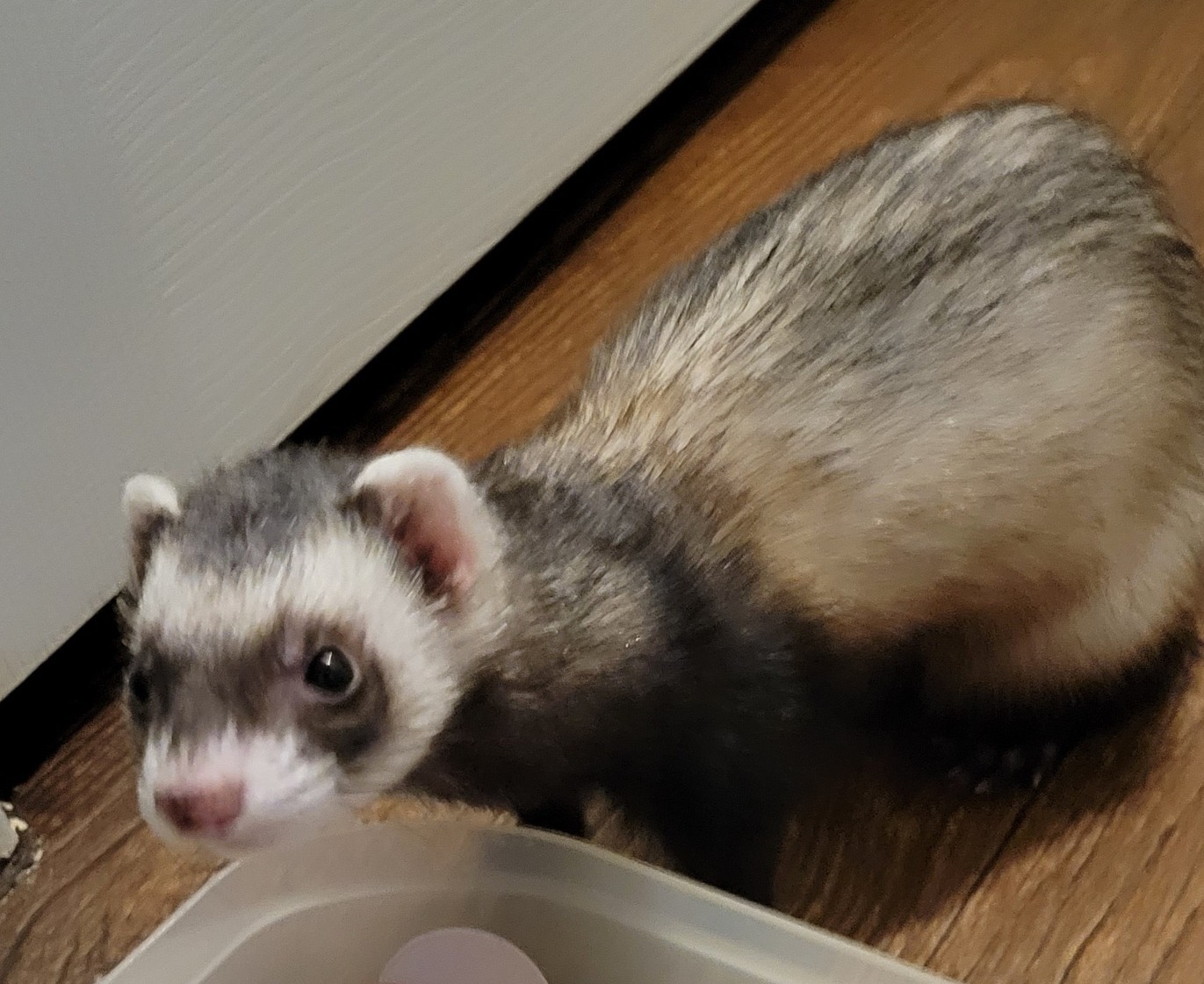 Jinx, Young Female unknown