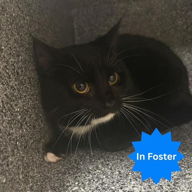 Enlarge ROMANOS, a Adoptable Domestic Short Hair in Indianapolis, IN image 1/1