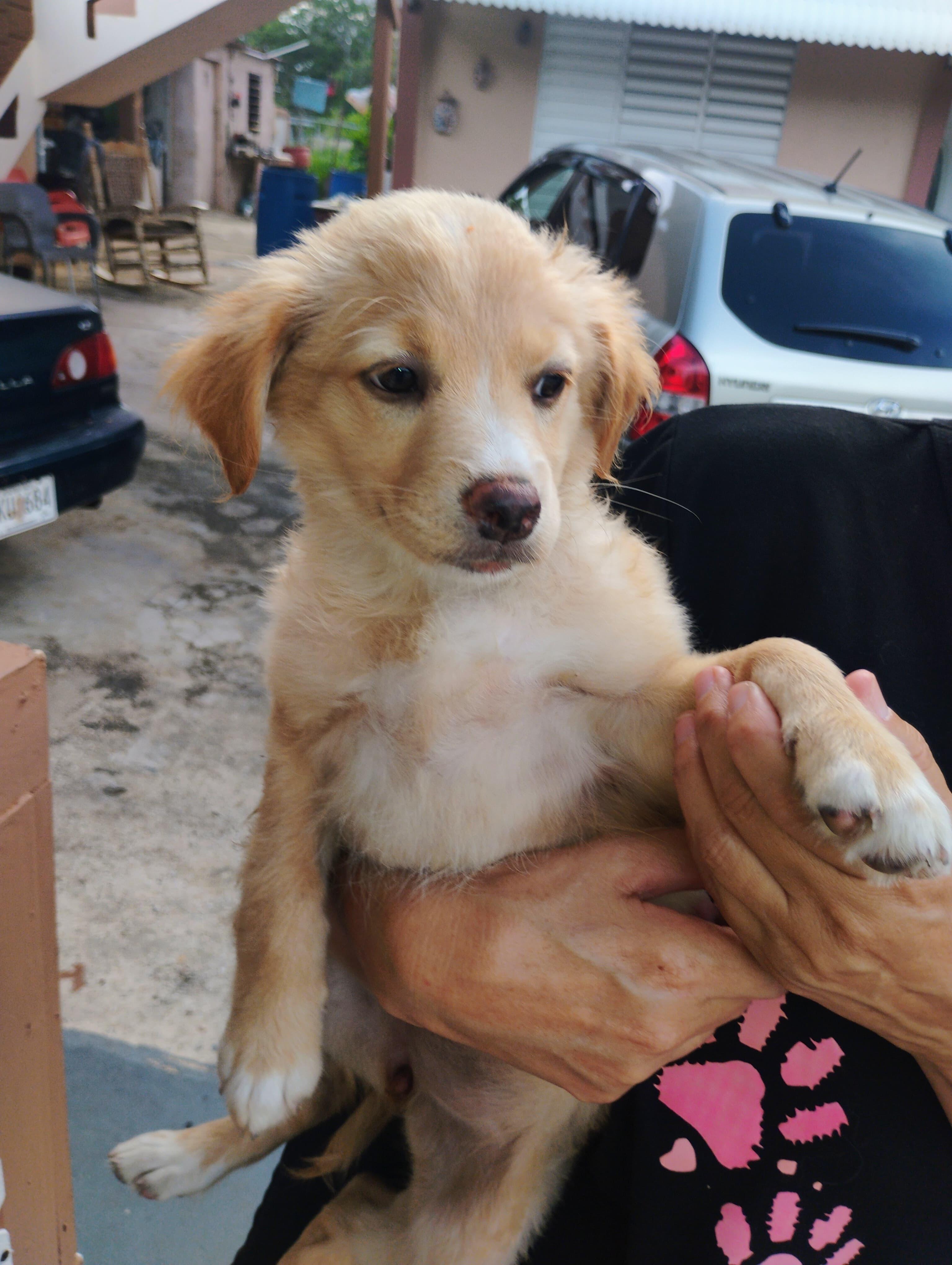 ROXY, a Adoptable mixed breed in New York, NY image 6/6