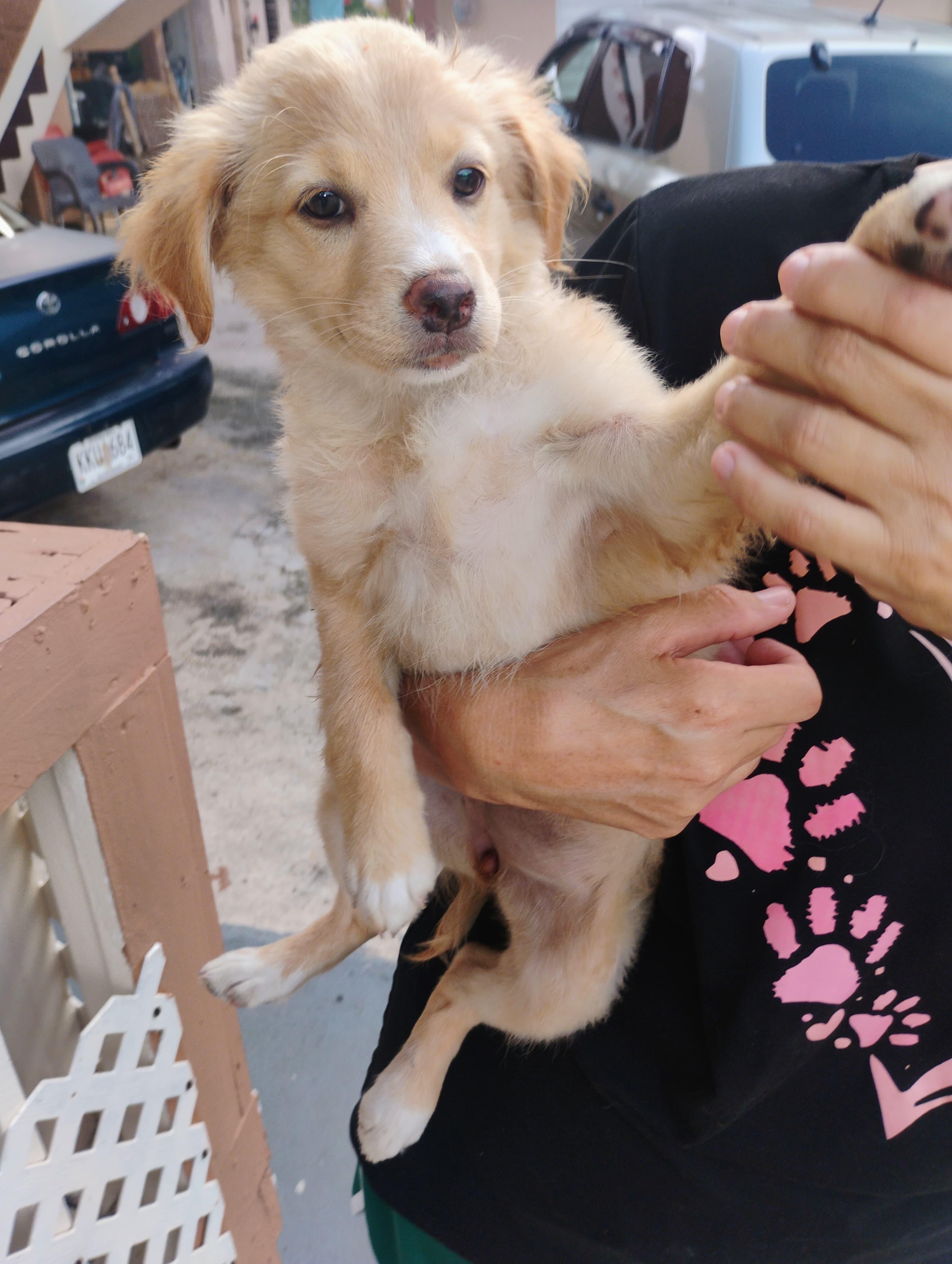ROXY, Adoptable, Puppy Female Golden Retriever & Mixed Breed.