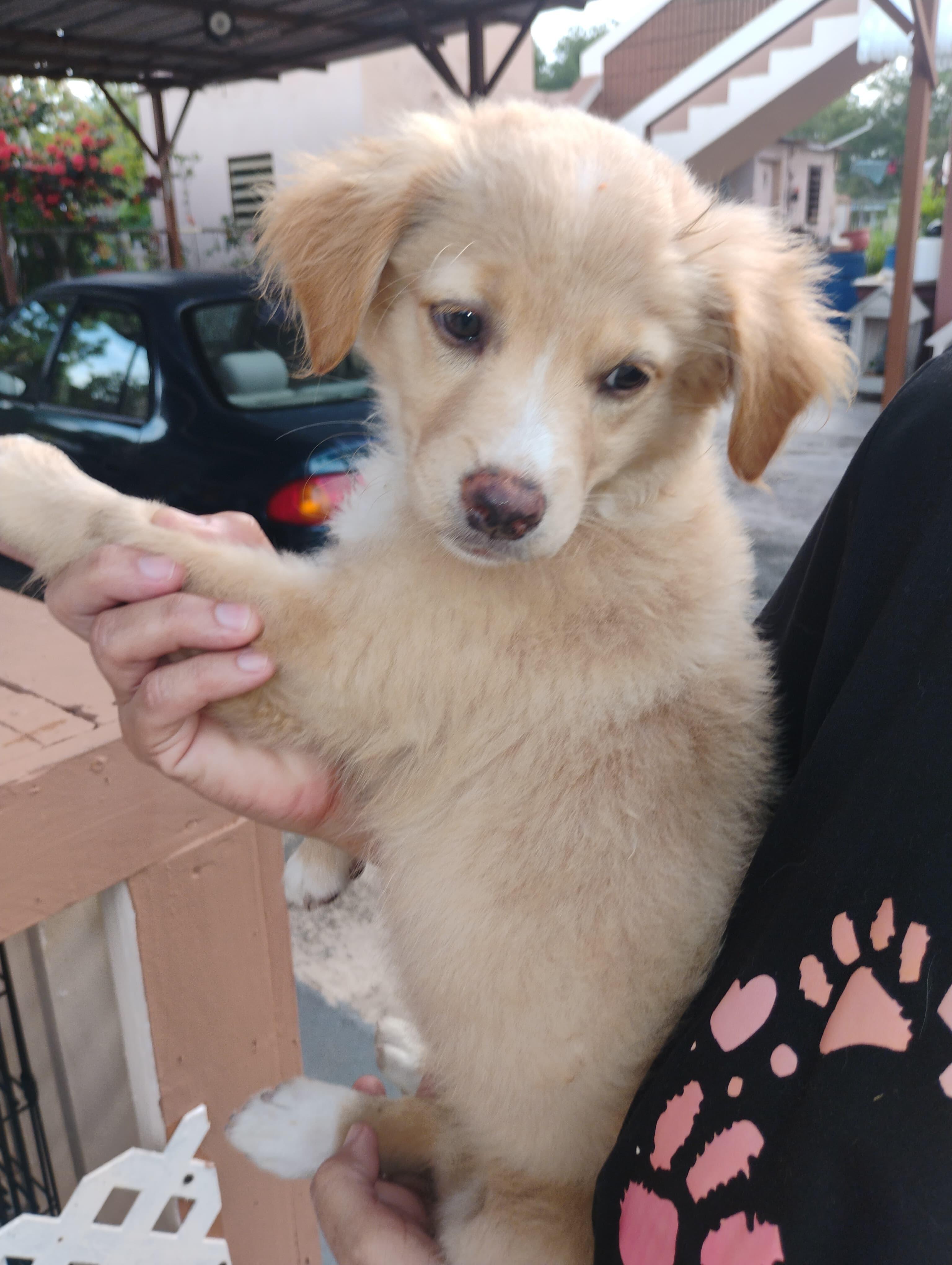 ROXY, a Adoptable mixed breed in New York, NY image 4/6