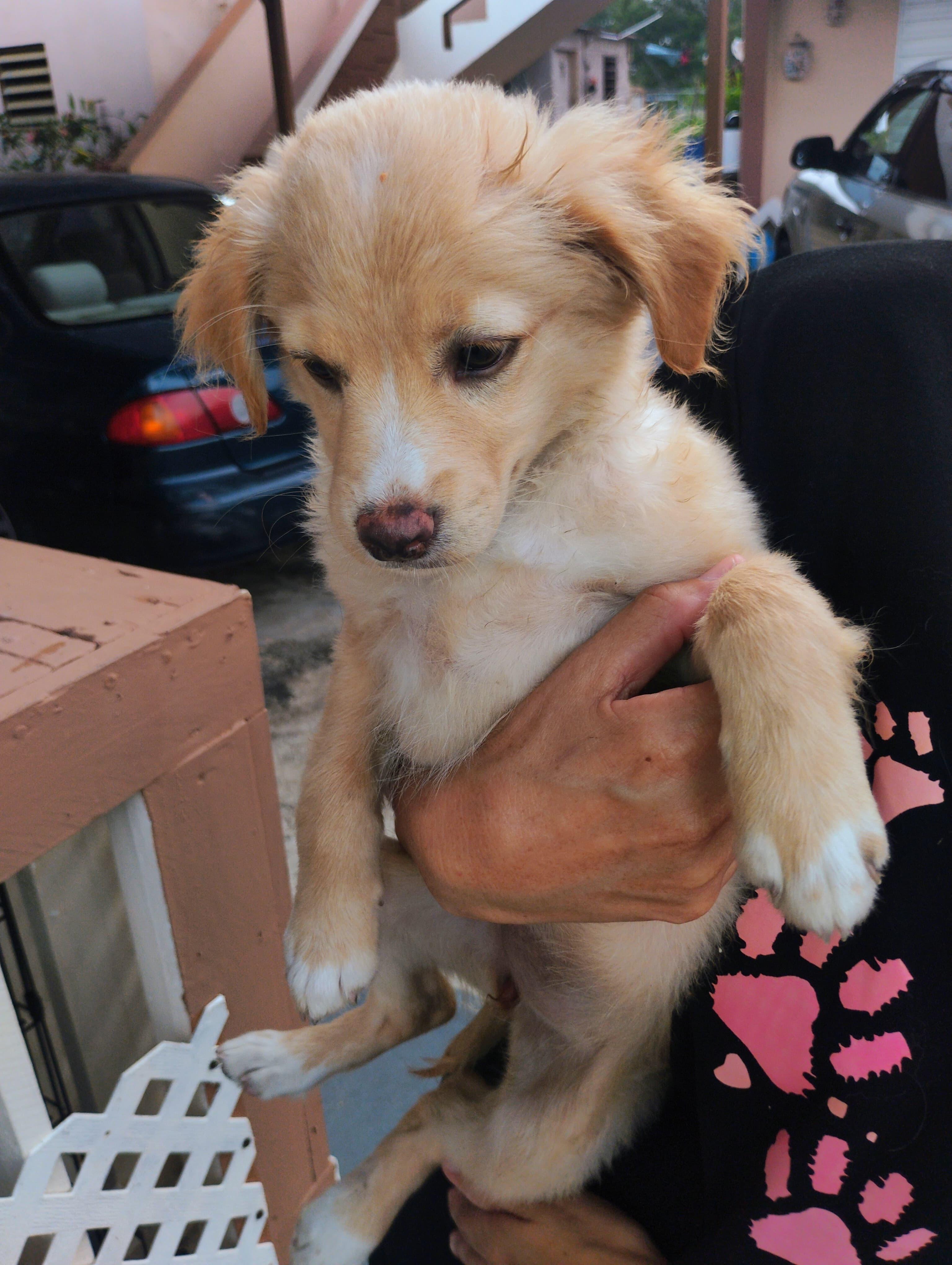ROXY, a Adoptable mixed breed in New York, NY image 3/6