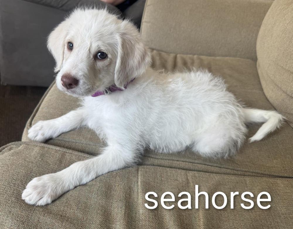 Enlarge Seahorse, a Adoptable mixed breed in New Baltimore, MI image 1/1