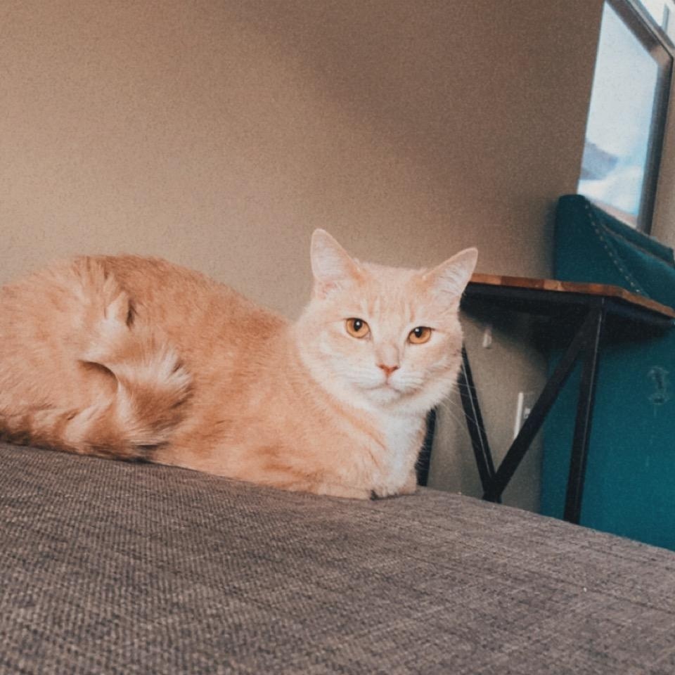 Lola, Adult Female Domestic Medium Hair