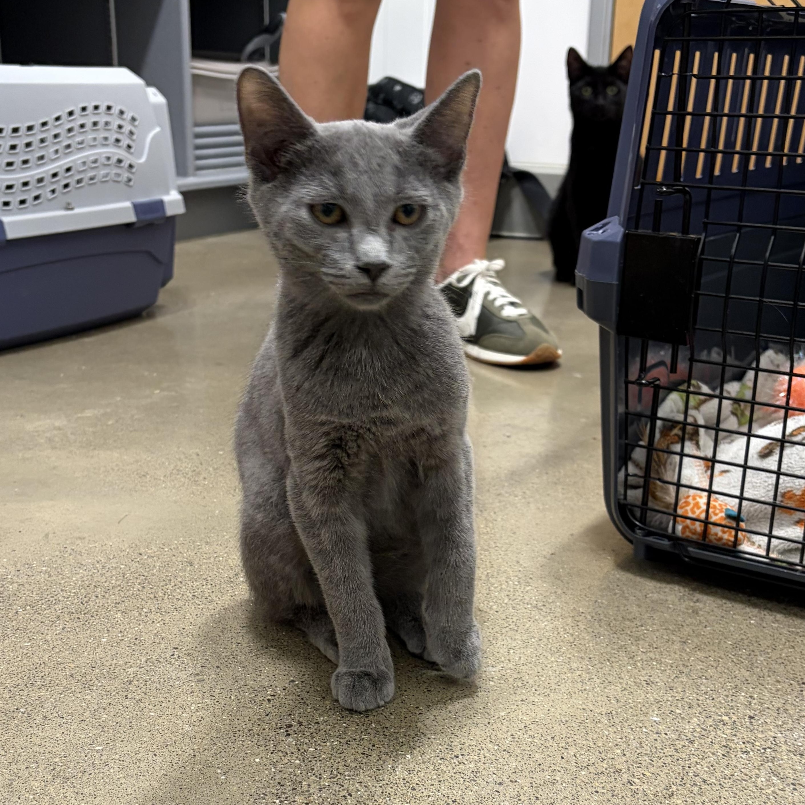 Hampshire, a ADOPTABLE Domestic Short Hair in Columbus , OH image 3/3