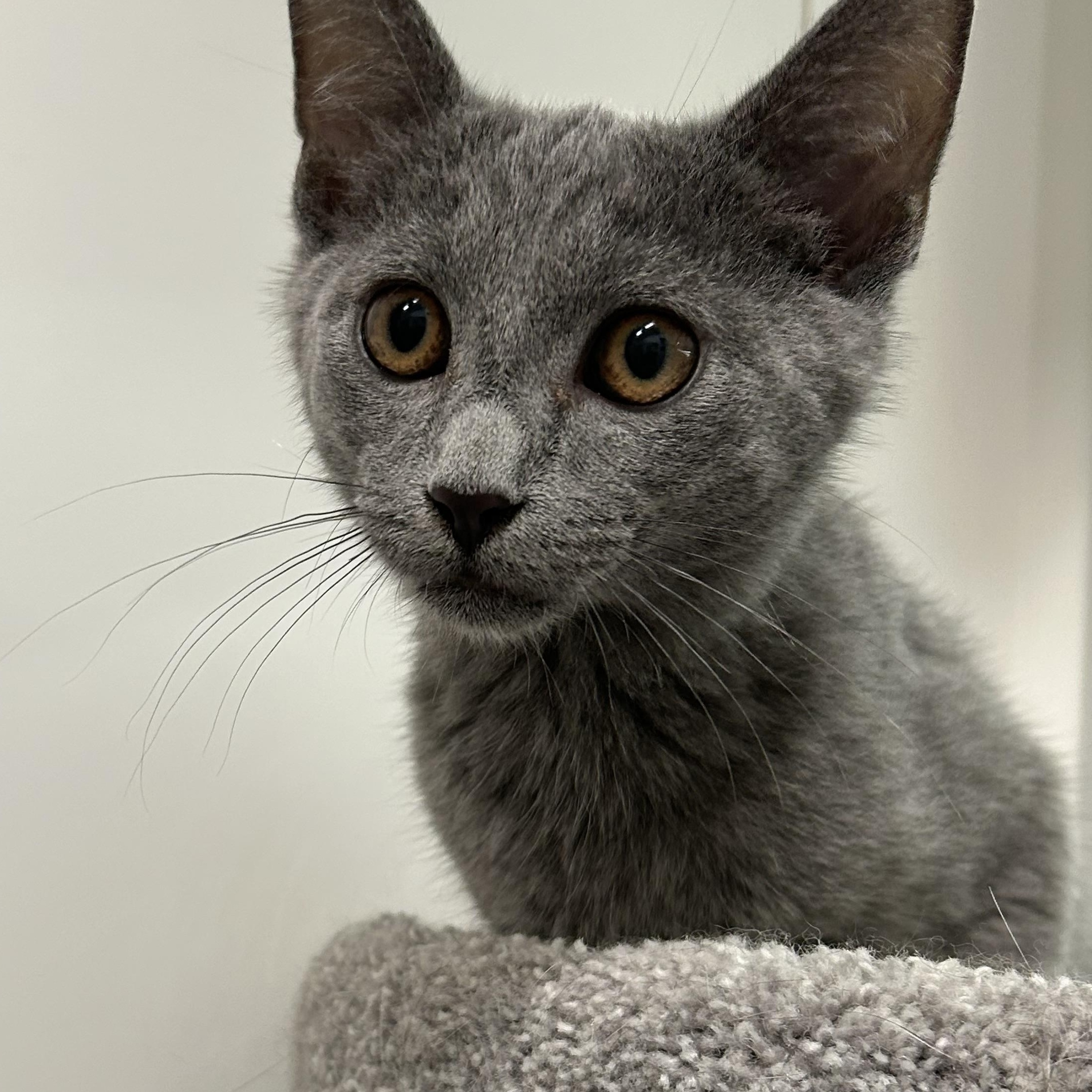 Hampshire, a ADOPTABLE Domestic Short Hair in Columbus , OH image 2/3