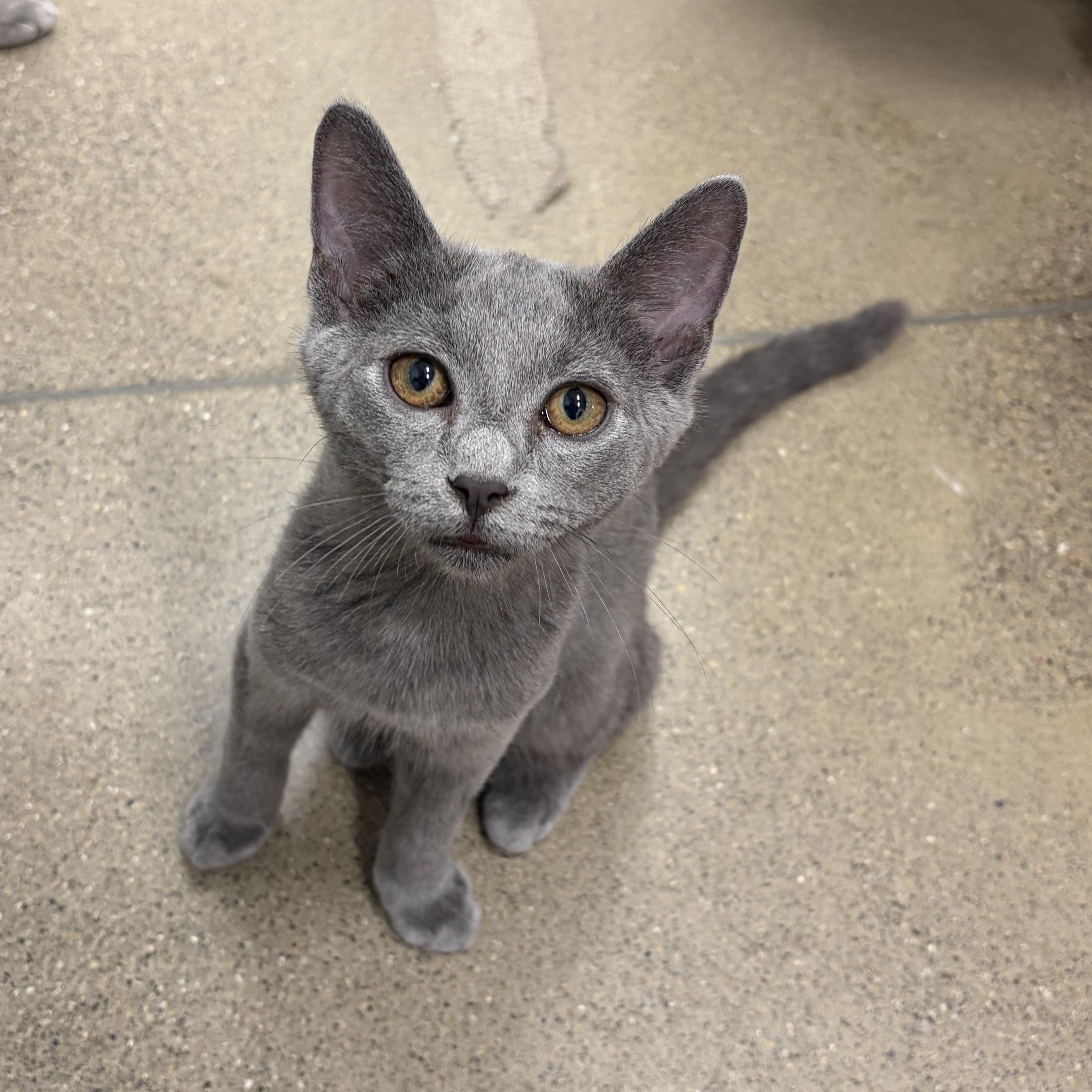 Hampshire, ADOPTABLE, Kitten Male Domestic Short Hair.