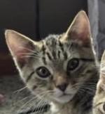 Fritz (Courtesy Post), Adoptable, Kitten Male Domestic Short Hair.