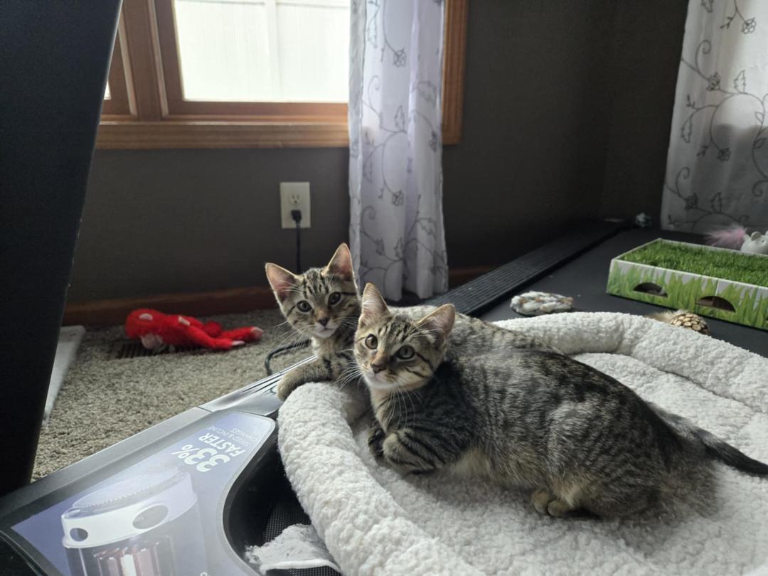 Enlarge Fritz (Courtesy Post), a Adoptable Domestic Short Hair in Janesville, WI image 2/3