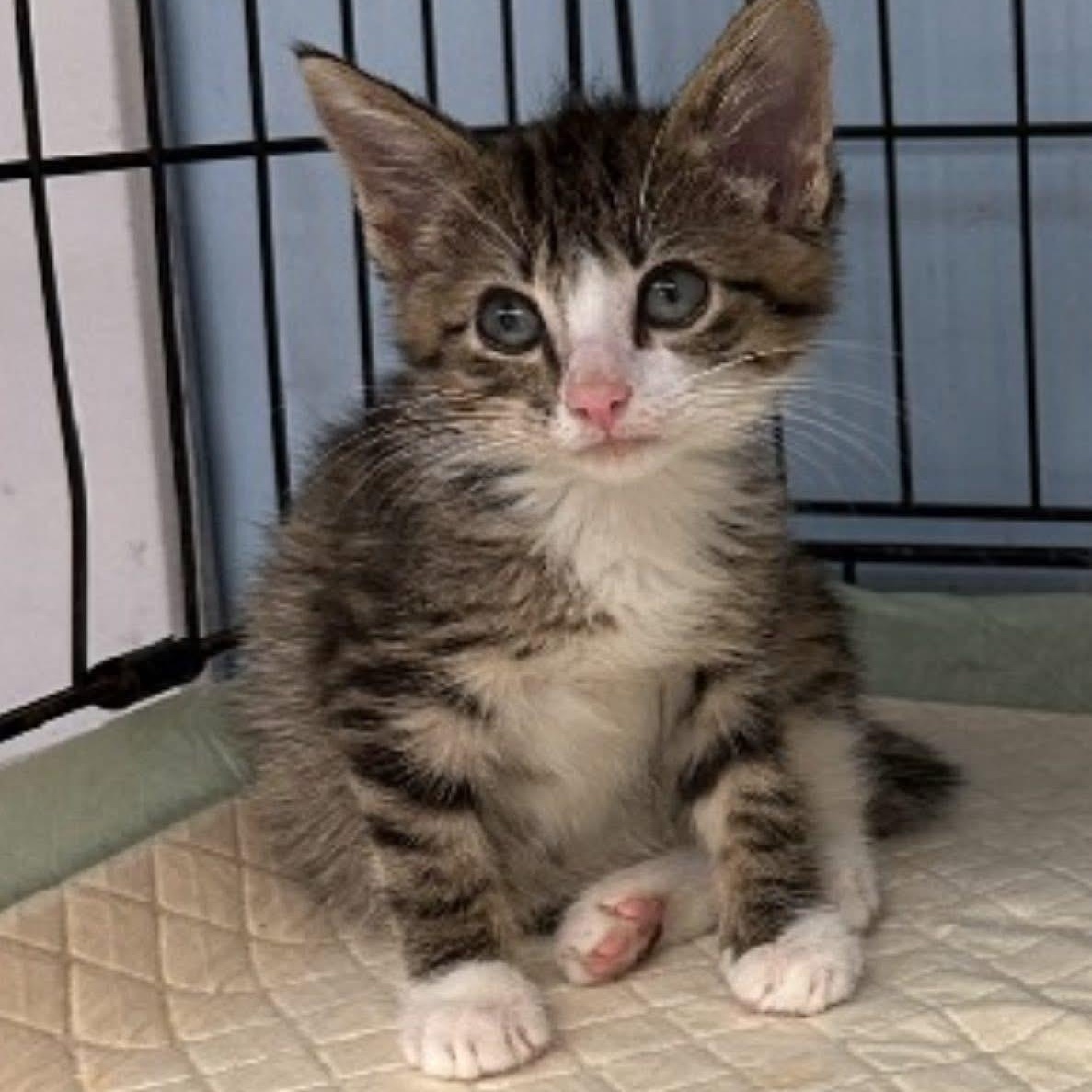 Teagan, Baby Male American Bobtail