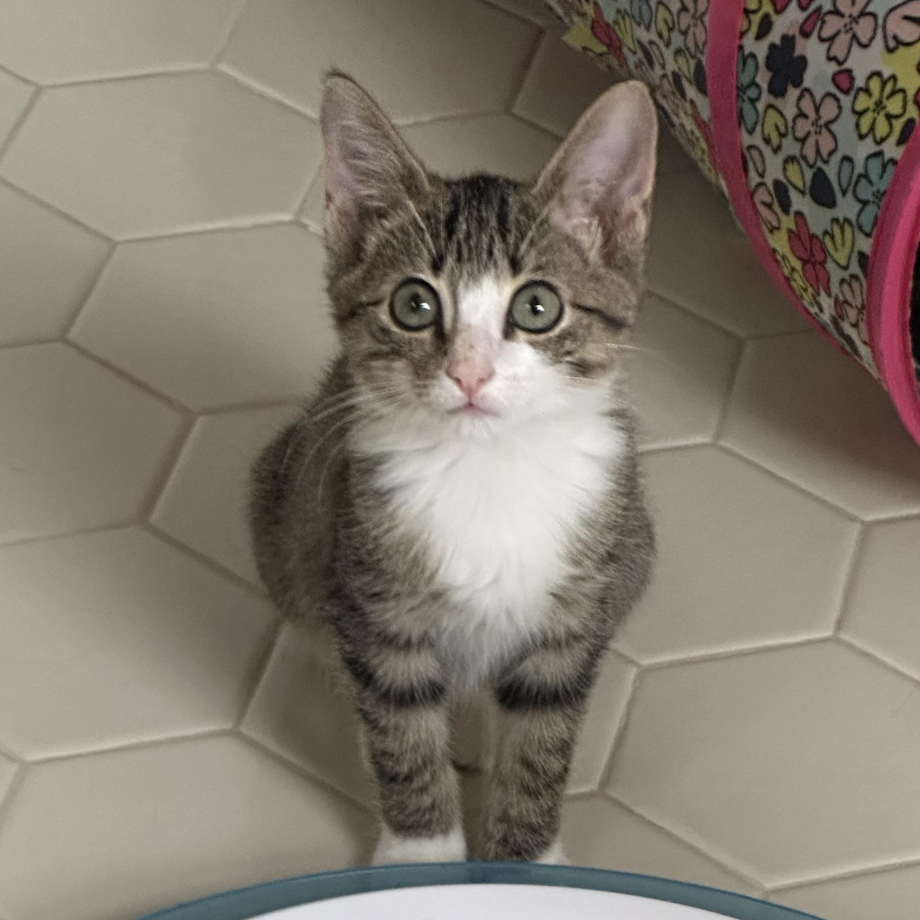 Teagan