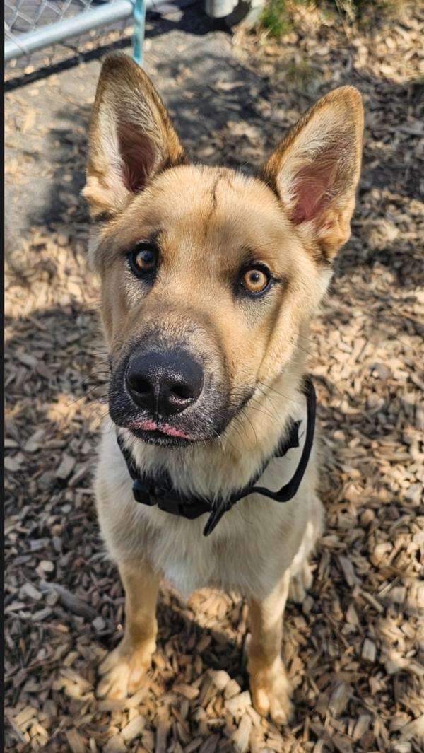 Tucker, Adoptable, Young Male German Shepherd Dog.