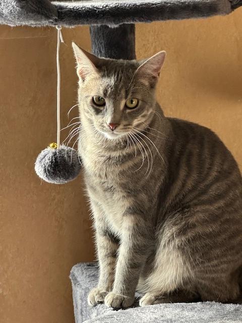 Enlarge Luka (aka Pretty Girl), a Adoptable Domestic Short Hair in Washington Grove, MD image 1/5