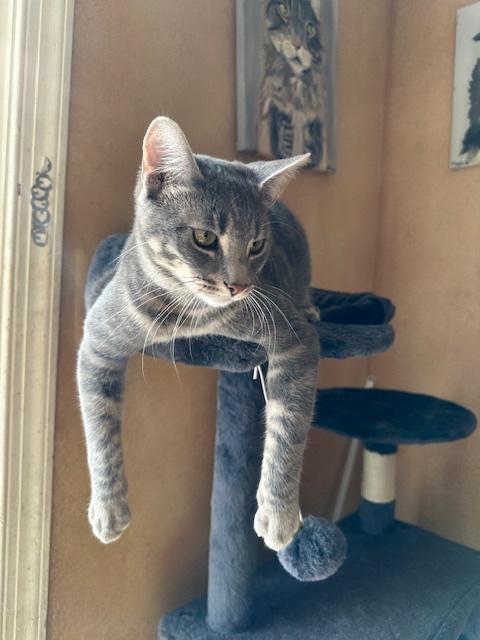 Enlarge Luka (aka Pretty Girl), a Adoptable Domestic Short Hair in Washington Grove, MD image 2/5