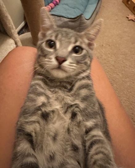 Enlarge Luka, a Adoptable Domestic Short Hair in Washington Grove, MD image 1/3