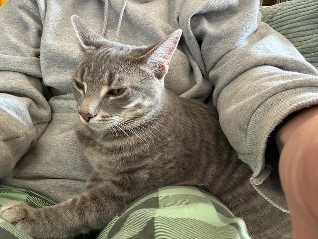 Enlarge Luka (aka Pretty Girl), a Adoptable Domestic Short Hair in Washington Grove, MD image 4/5