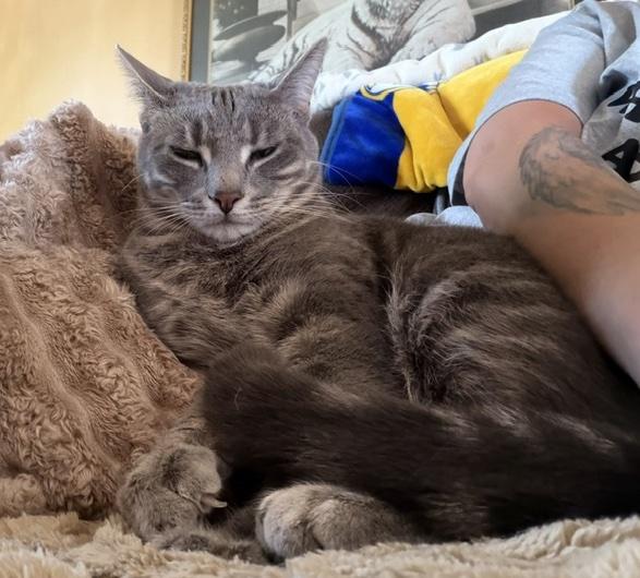 Luka (aka Pretty Girl), Adoptable, Kitten Female Domestic Short Hair.