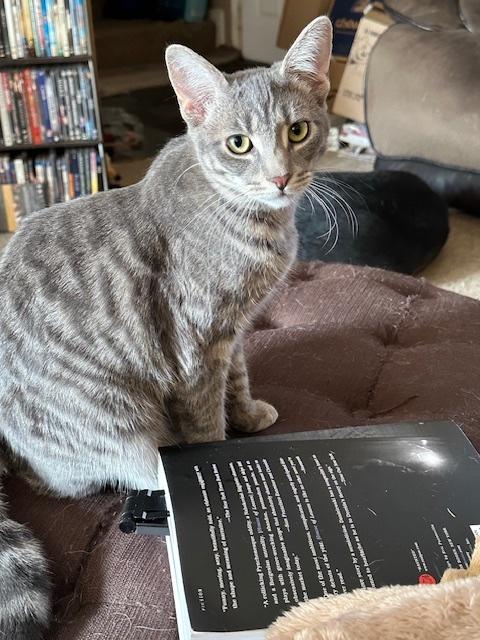 Enlarge Luka (aka Pretty Girl), a Adoptable Domestic Short Hair in Washington Grove, MD image 5/5