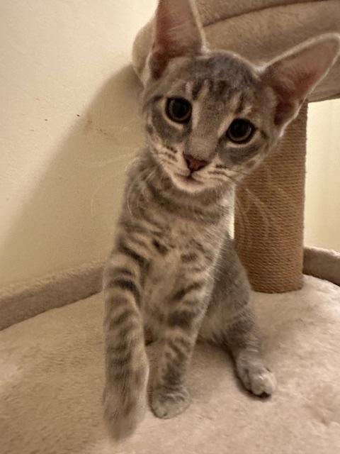 Enlarge Luka, a Adoptable Domestic Short Hair in Washington Grove, MD image 3/3