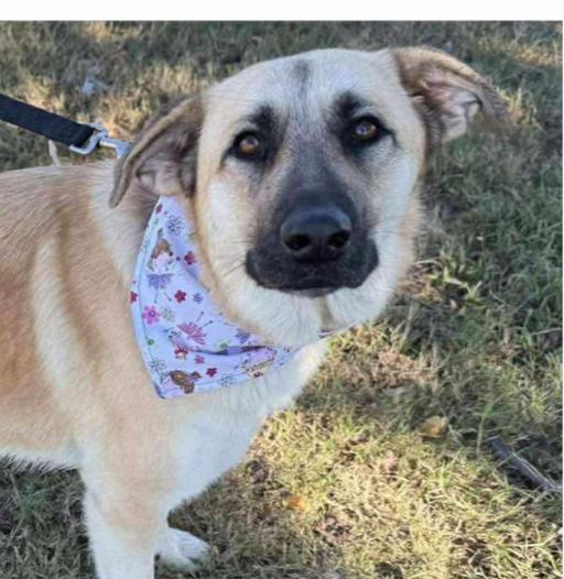 Enlarge Ivory cs, a Adoptable mixed breed in Columbia, MD image 1/2