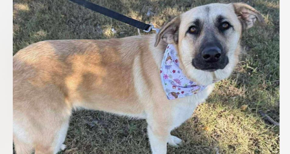 Ivory cs, Adoptable, Young Female Shepherd.